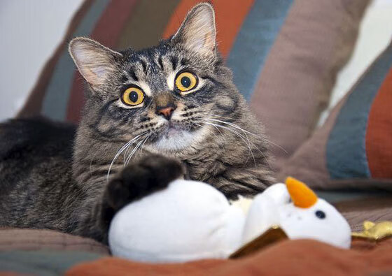 今年联盟助攻最多的球员，你最喜欢谁的传球？，联盟助攻榜