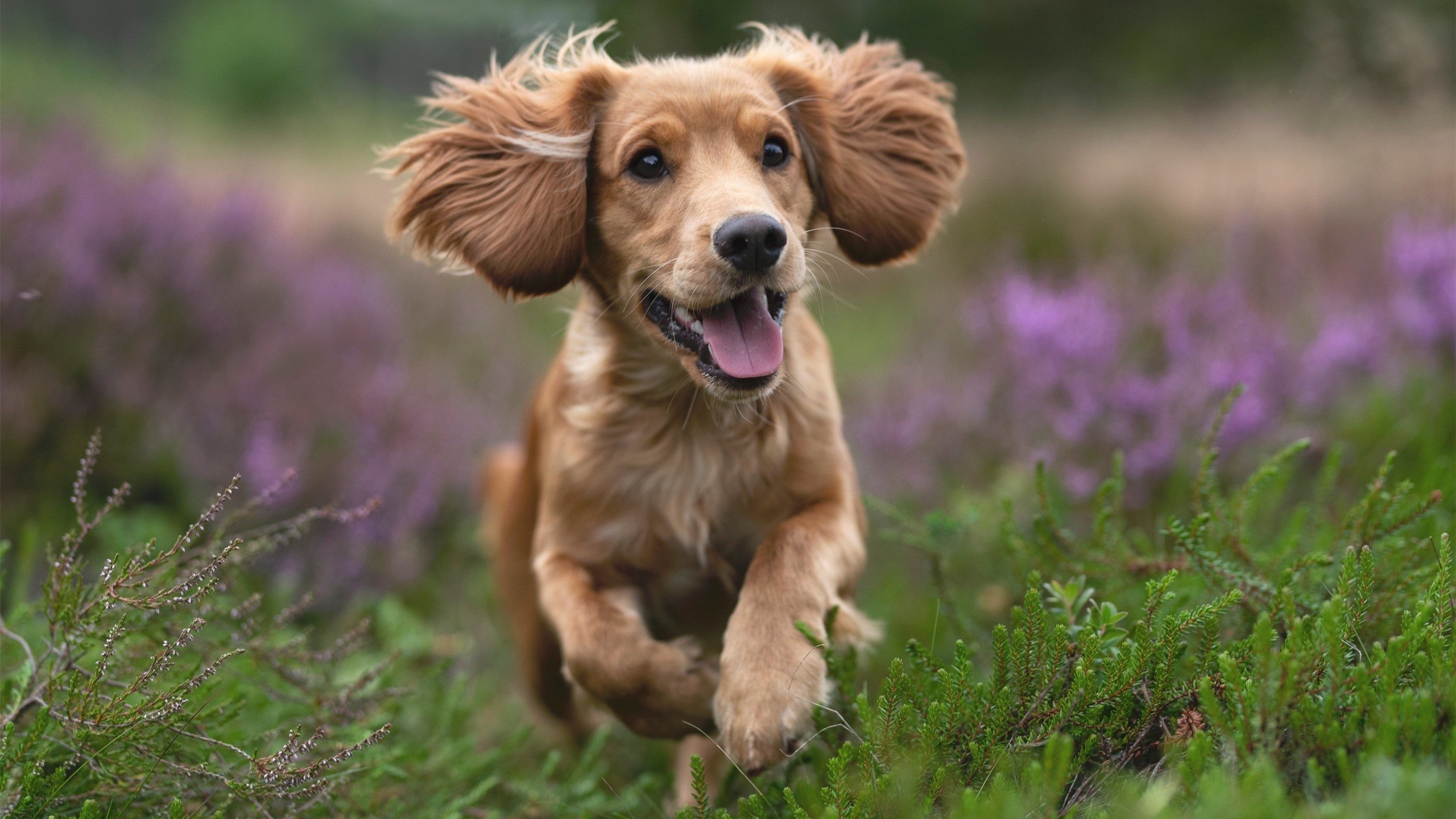 九游游戏中心-凯尔特人退休球衣仪式隆重举行，皮尔斯致辞感人，凯尔特人退役皮尔斯球衣